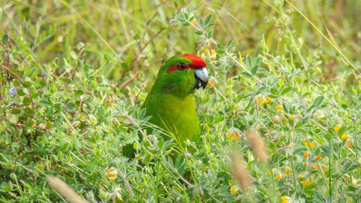 Red-crowned Parakeet - ML646832154