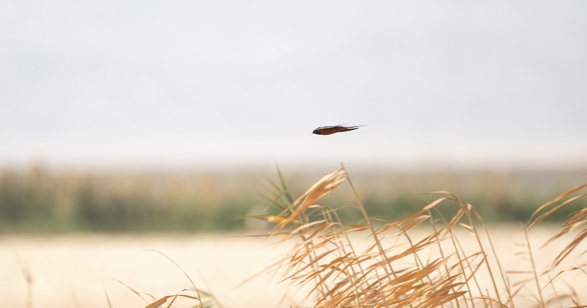 vlaštovka obecná (ssp. savignii) - ML646832158