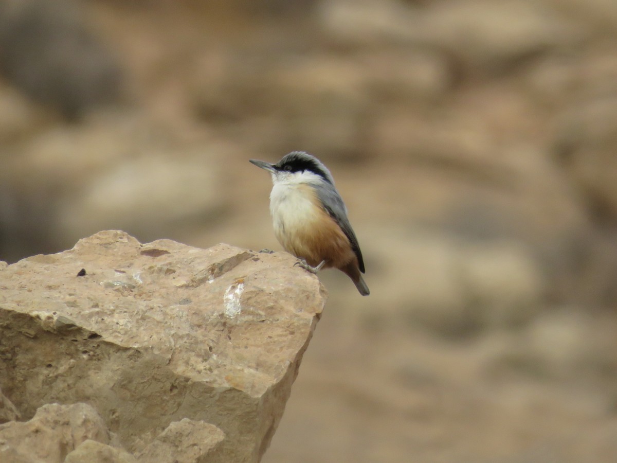 Eastern Rock Nuthatch - ML646832159