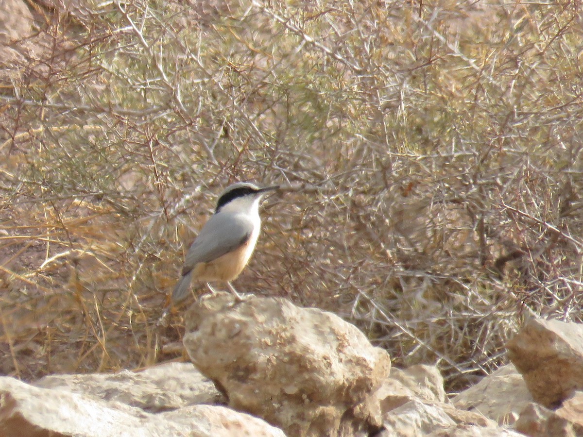 Eastern Rock Nuthatch - ML646832160