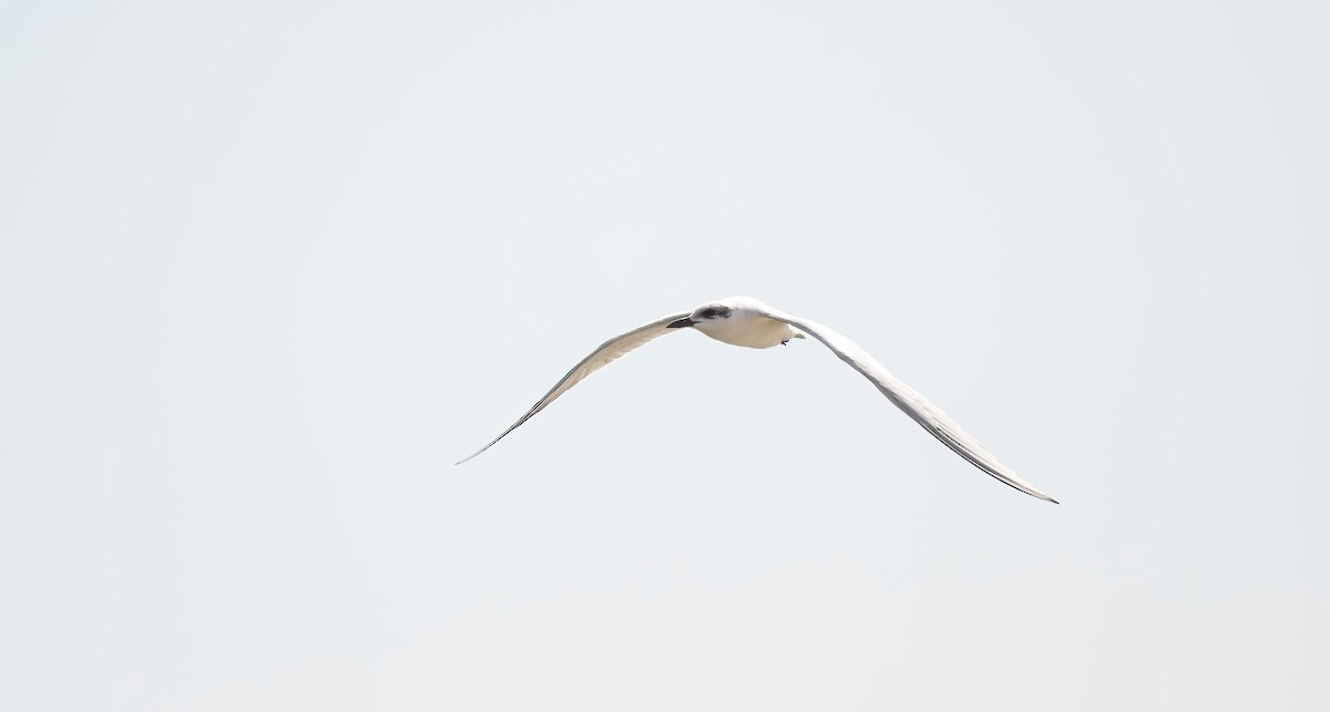 שחפית עבת-מקור - ML646832164