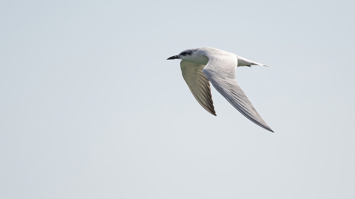 שחפית עבת-מקור - ML646832165