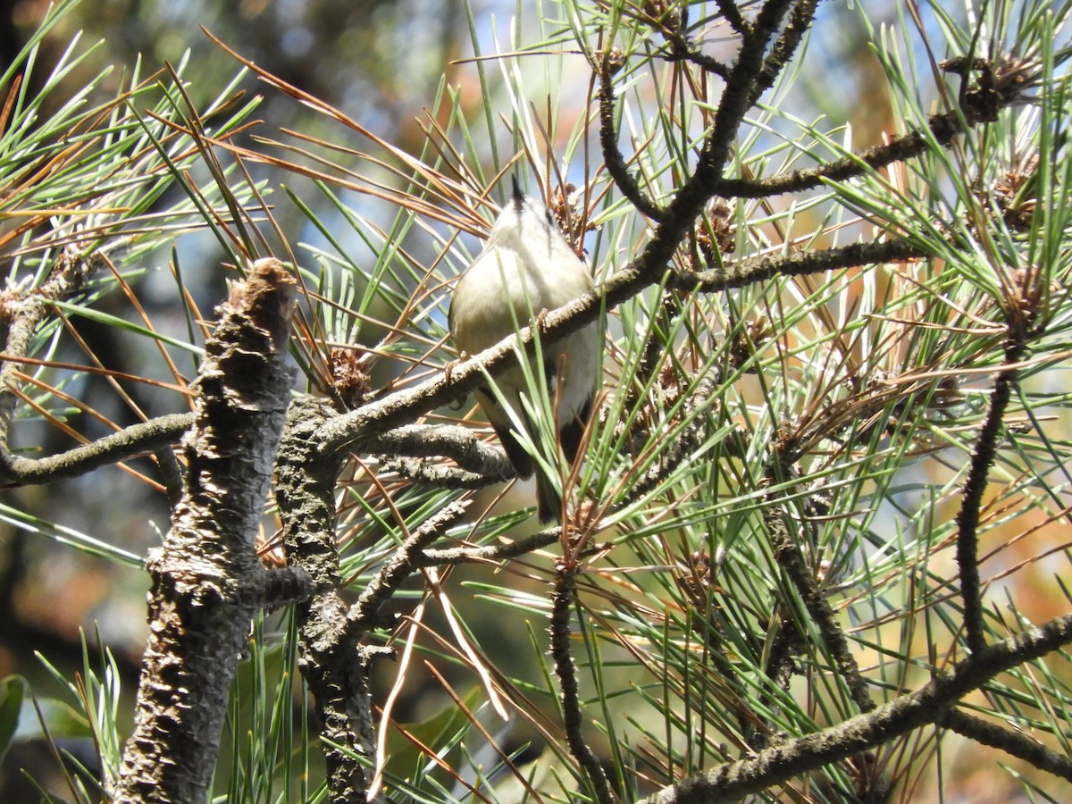 Goldcrest - ML646832166