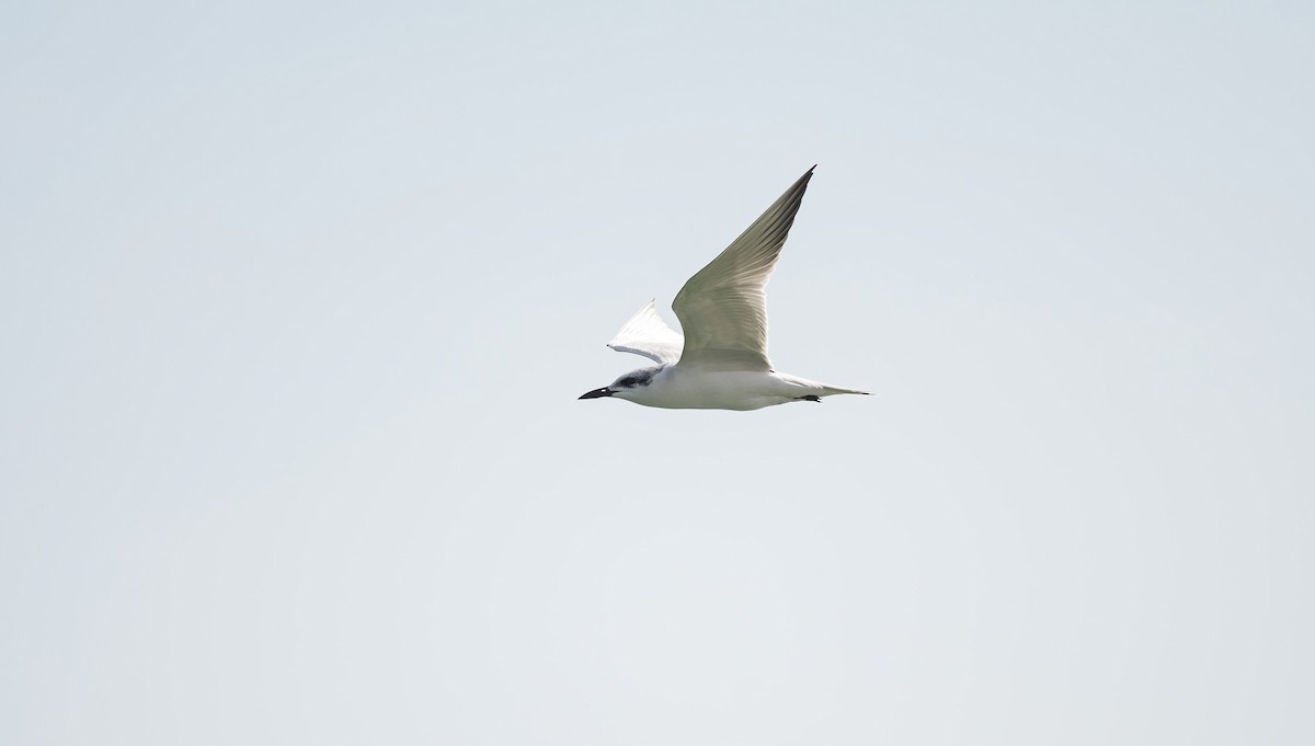 שחפית עבת-מקור - ML646832167