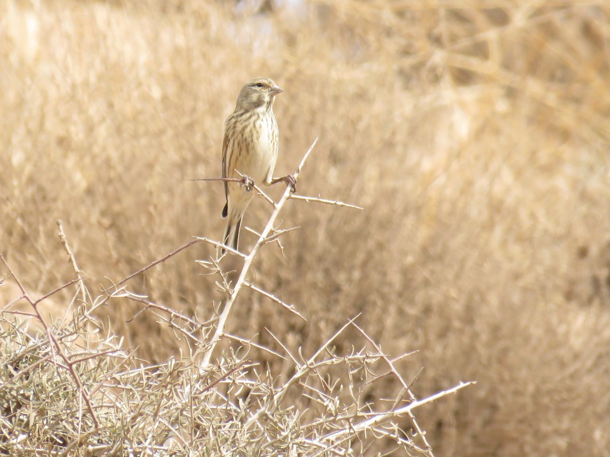 Eurasian Linnet - ML646832173