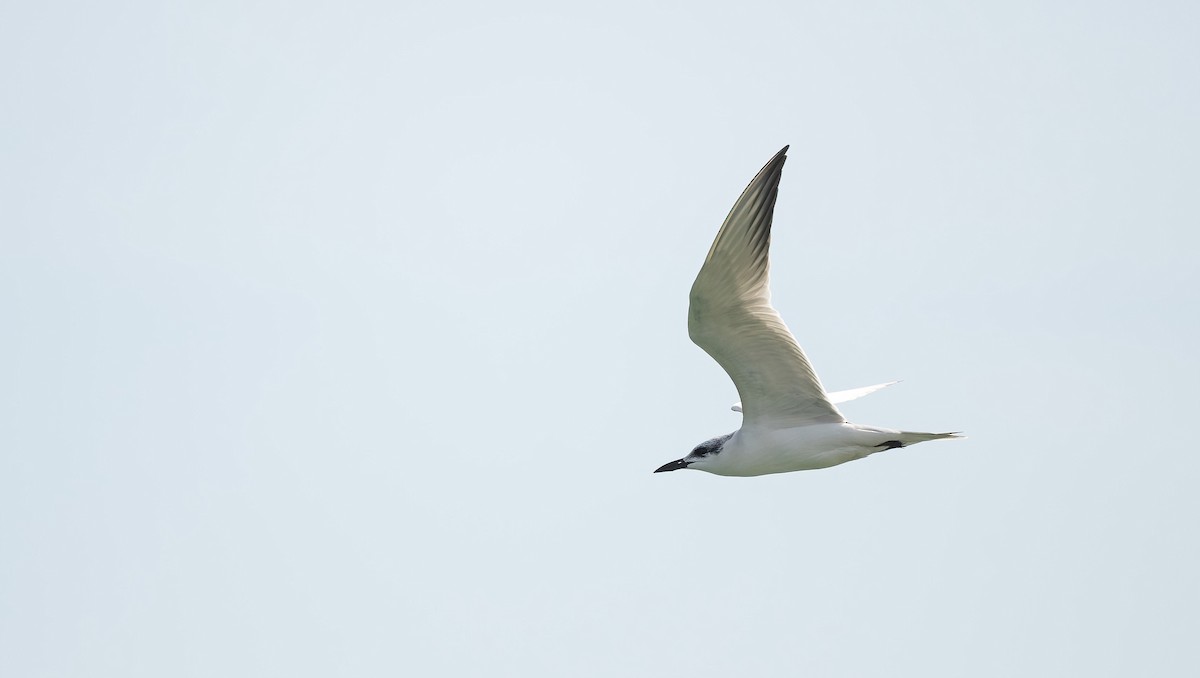 שחפית עבת-מקור - ML646832174