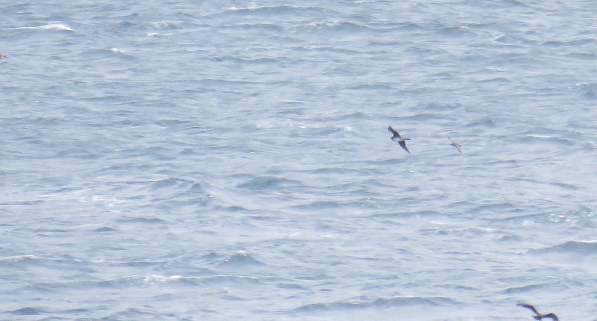 Parasitic Jaeger - ML646832175