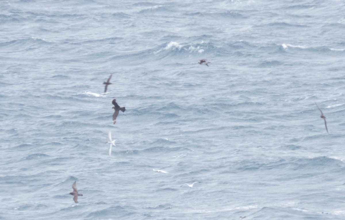 Parasitic Jaeger - ML646832178