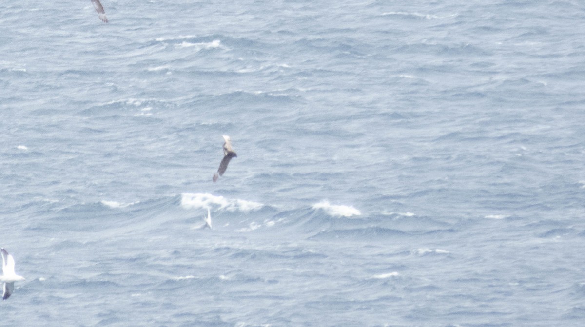 Parasitic Jaeger - ML646832181