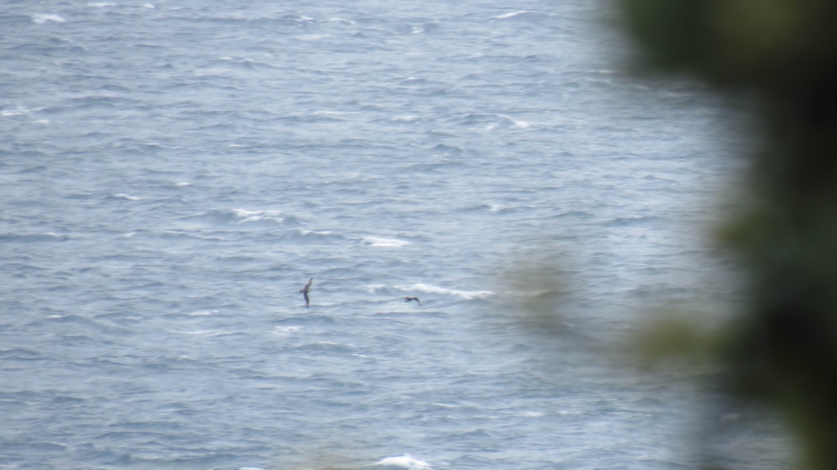 Parasitic Jaeger - ML646832188