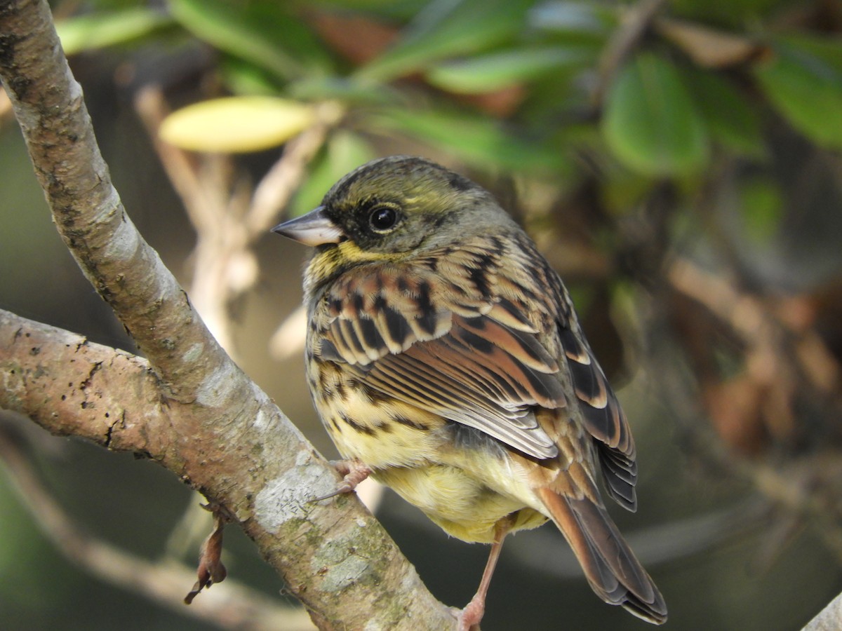 Masked Bunting - ML646832193