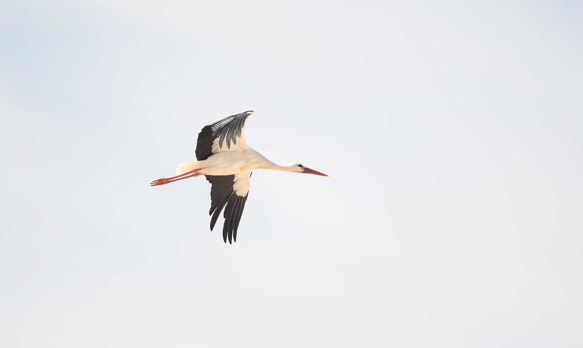 White Stork - ML646832194