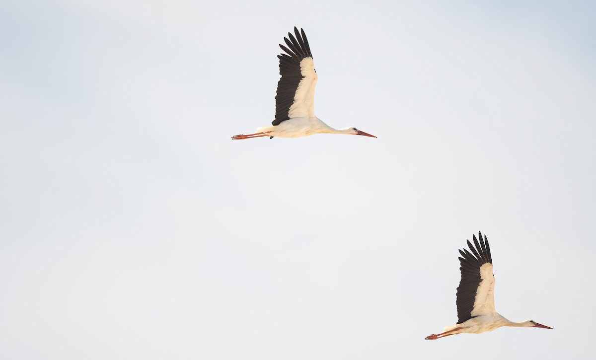 White Stork - ML646832195