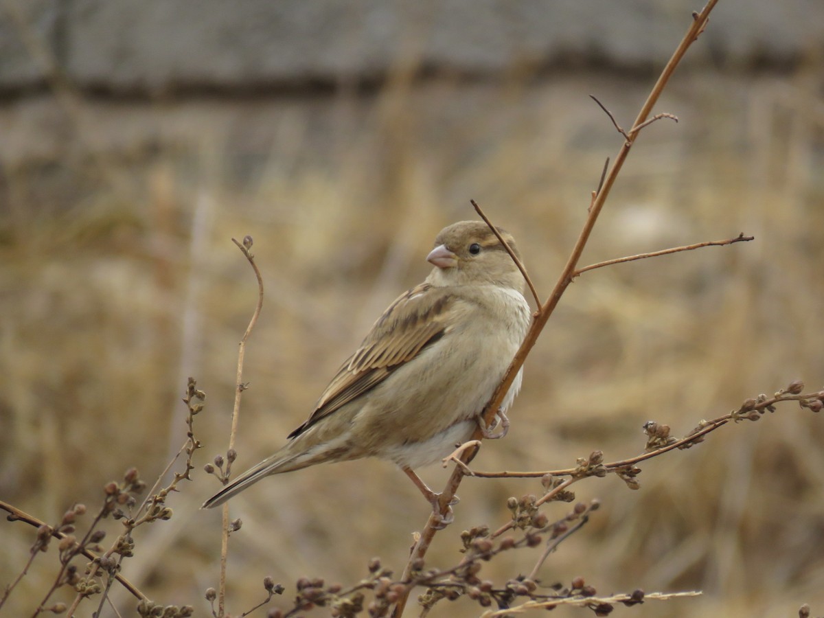 House Sparrow - ML646832197