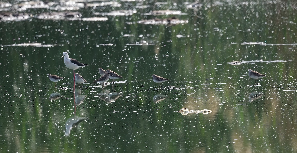 vodouš bahenní - ML646832200