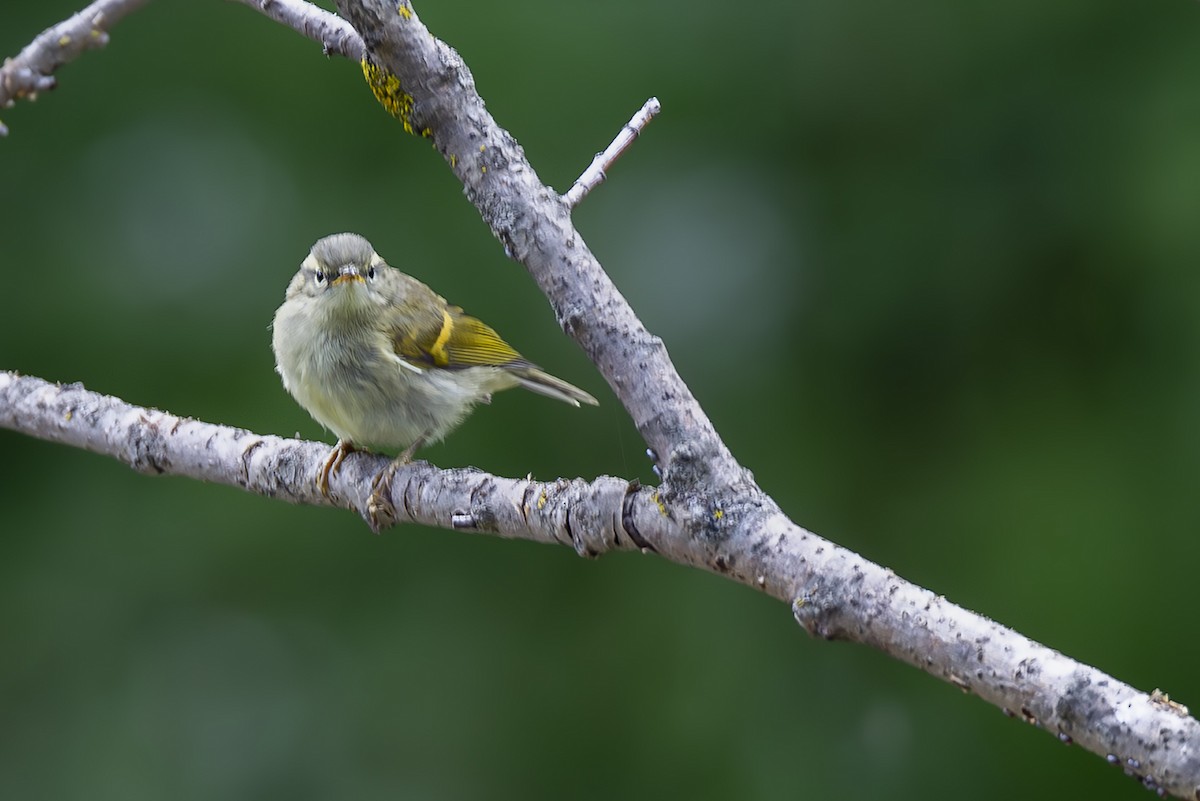 チャバネムシクイ - ML646832204