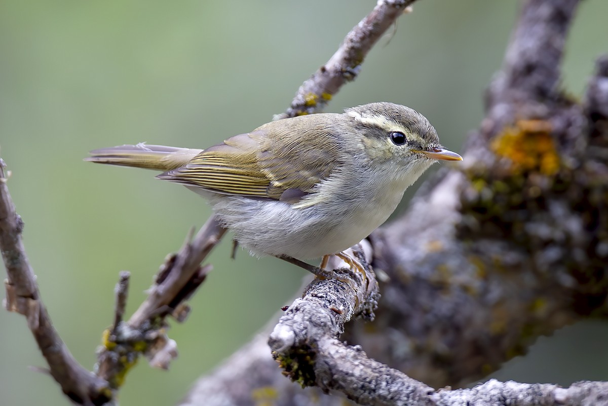 ヤナギムシクイ - ML646832206