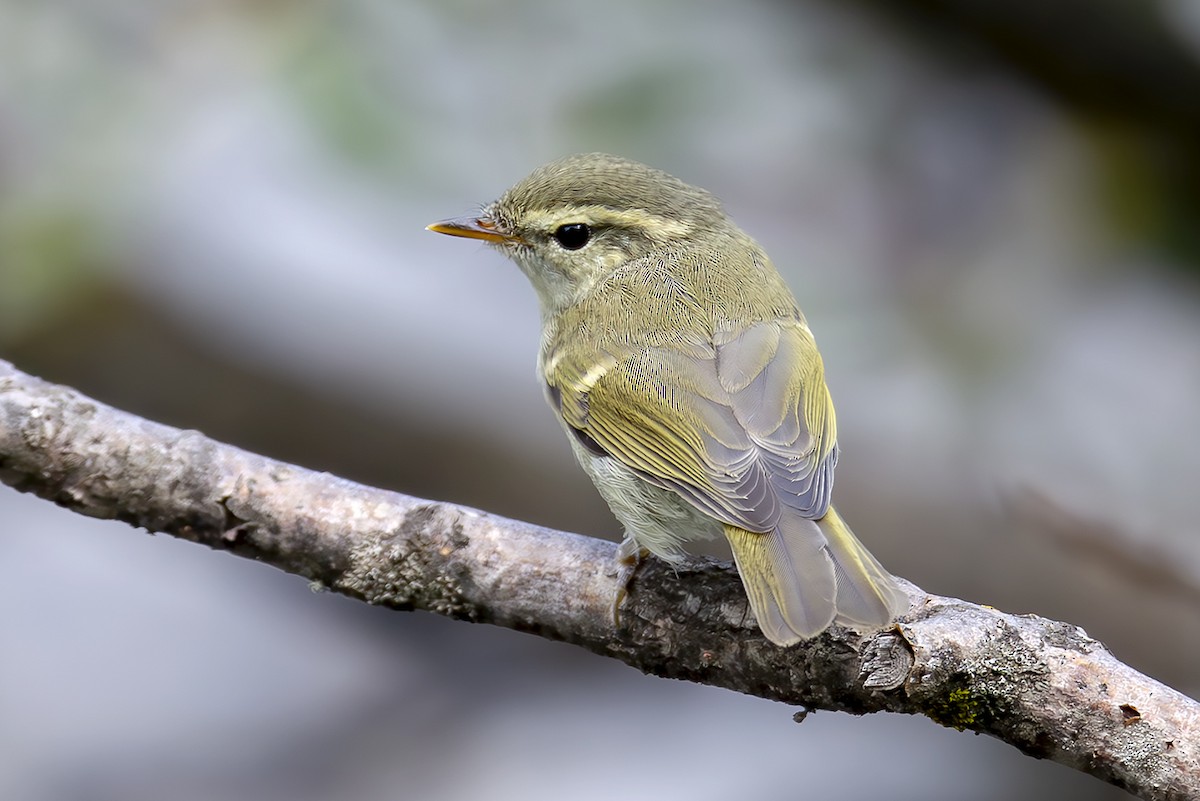 ヤナギムシクイ - ML646832207