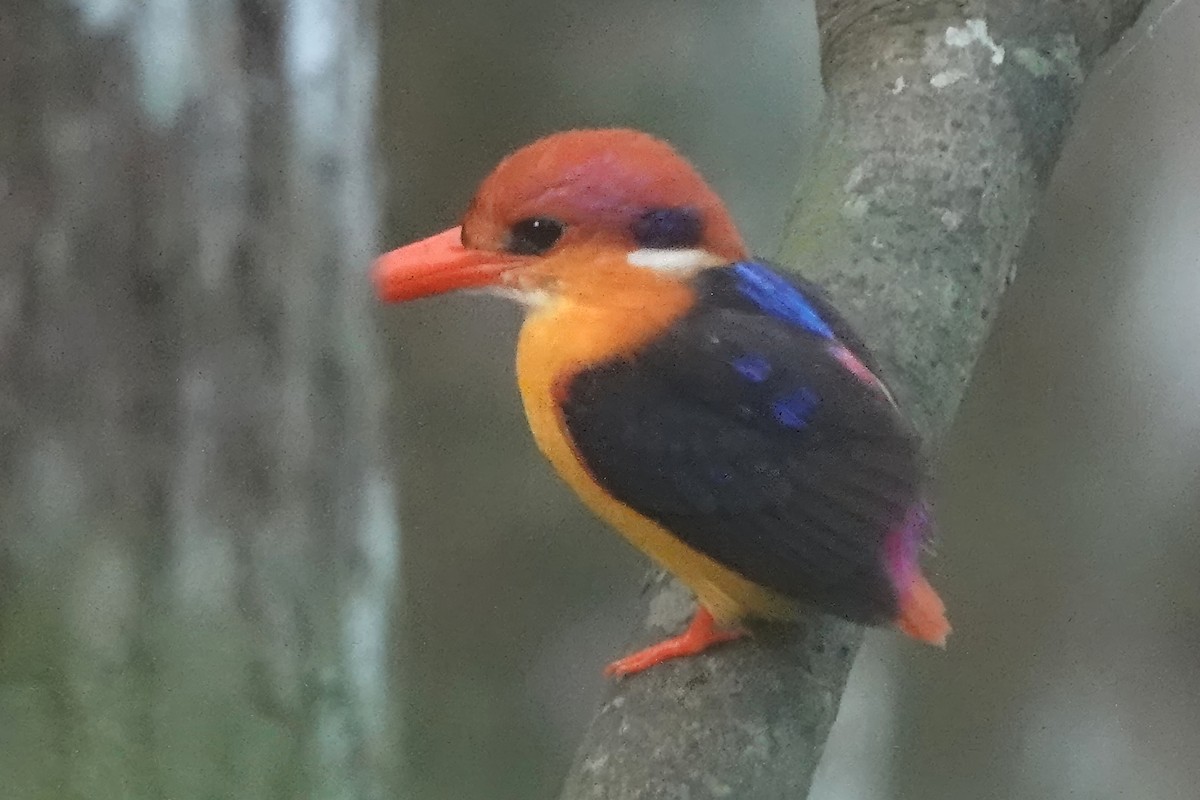 ミツユビカワセミ - ML646832209