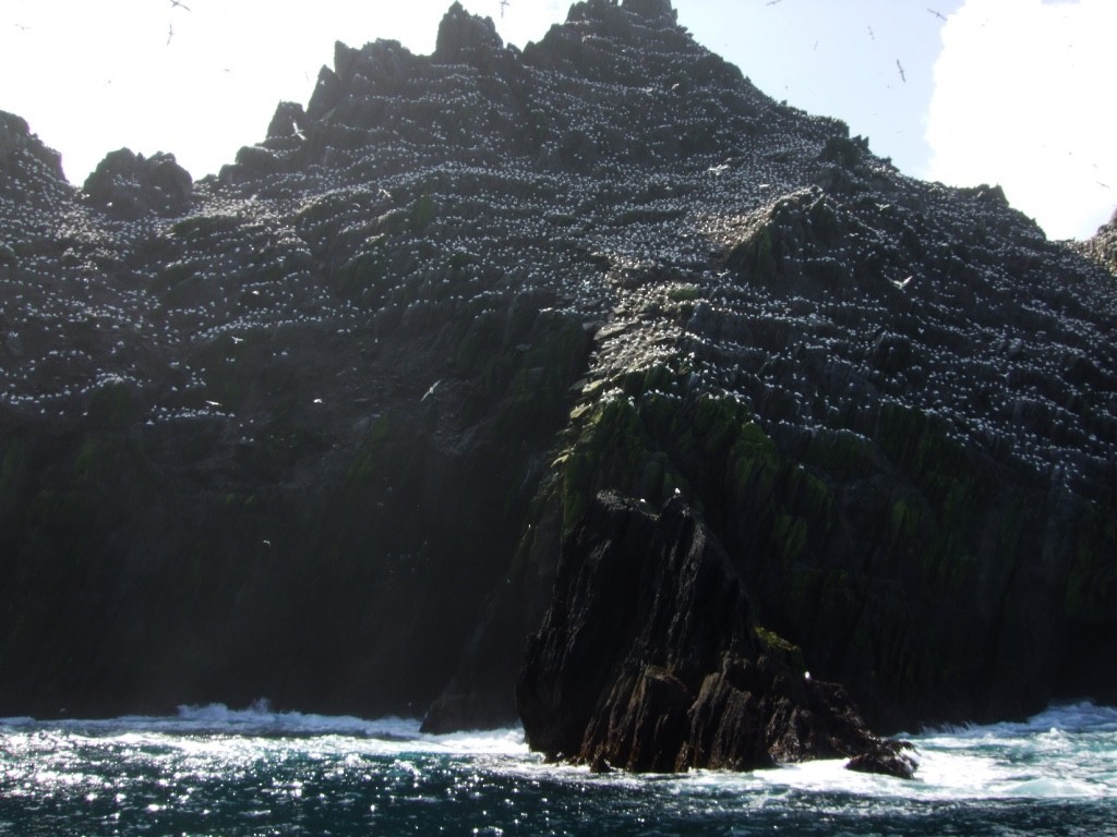 Fou de Bassan - ML646832213