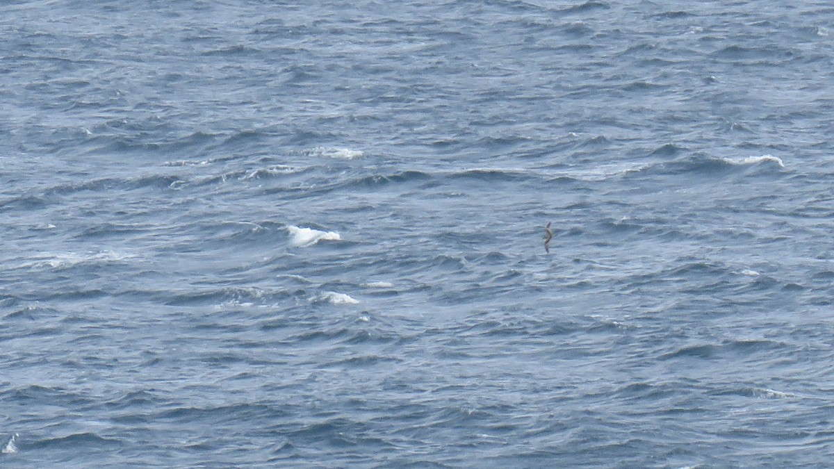 Buller's Shearwater - ML646832214