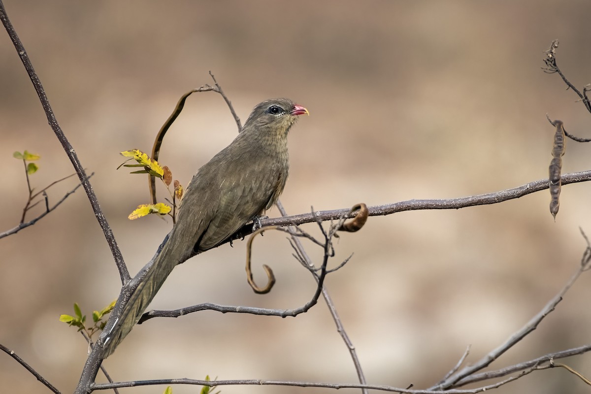 Индийская малкоа - ML646832215