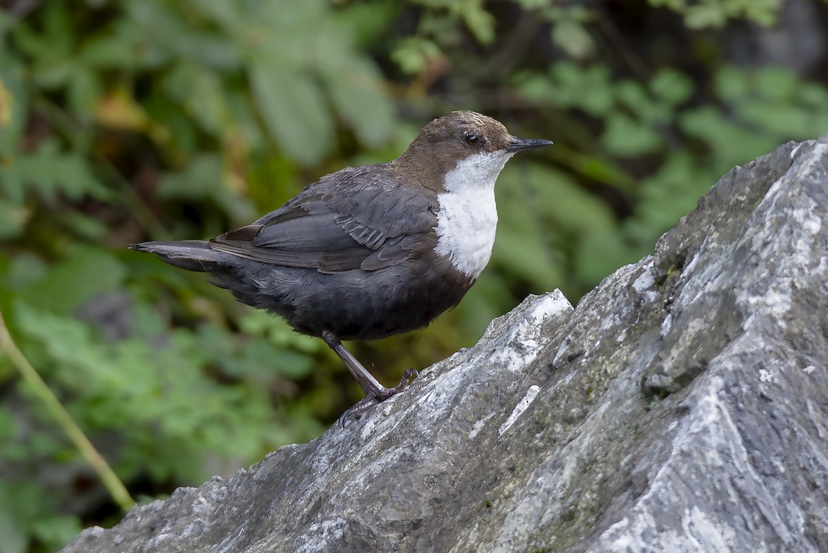 White-throated Dipper - ML646832216
