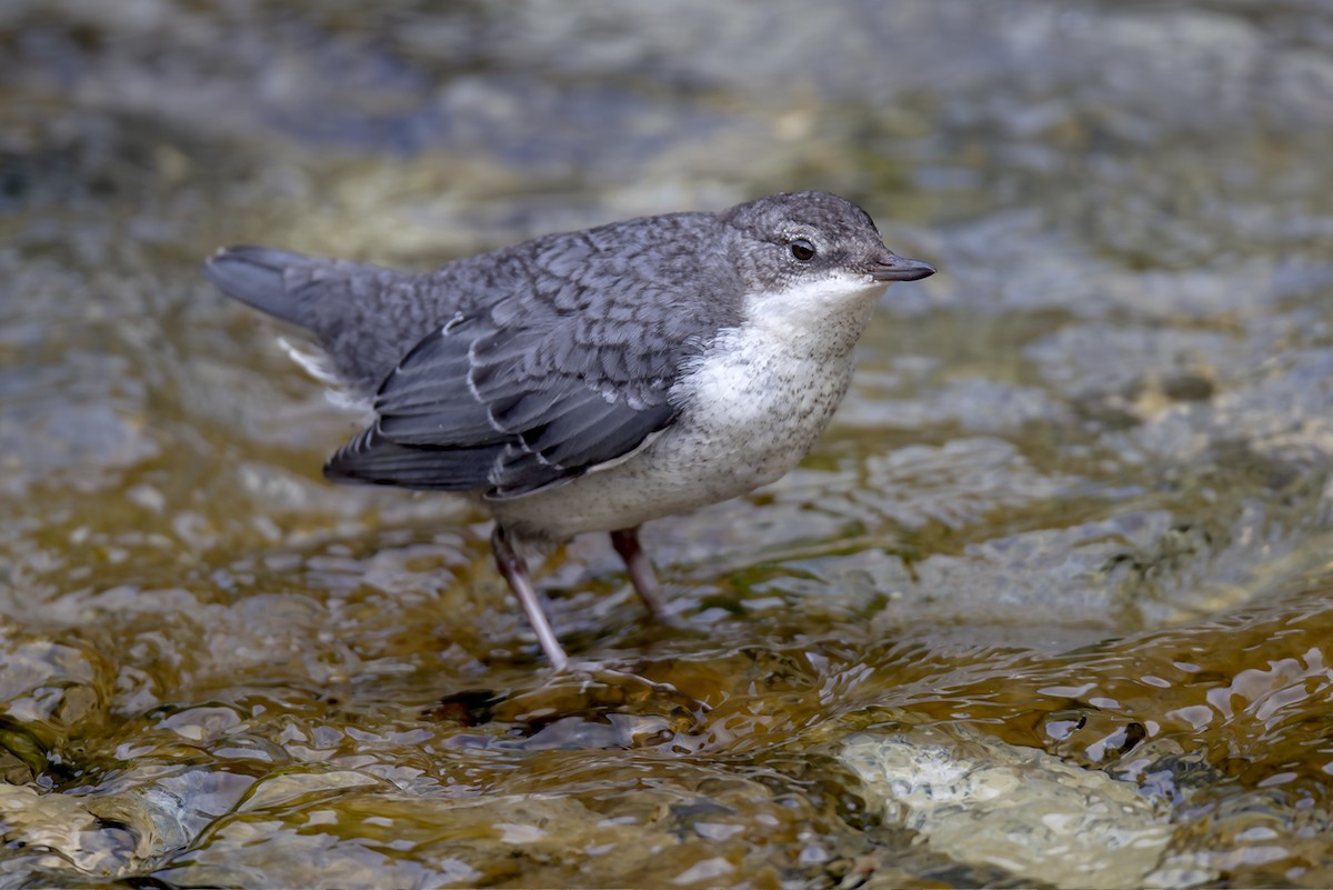 White-throated Dipper - ML646832218