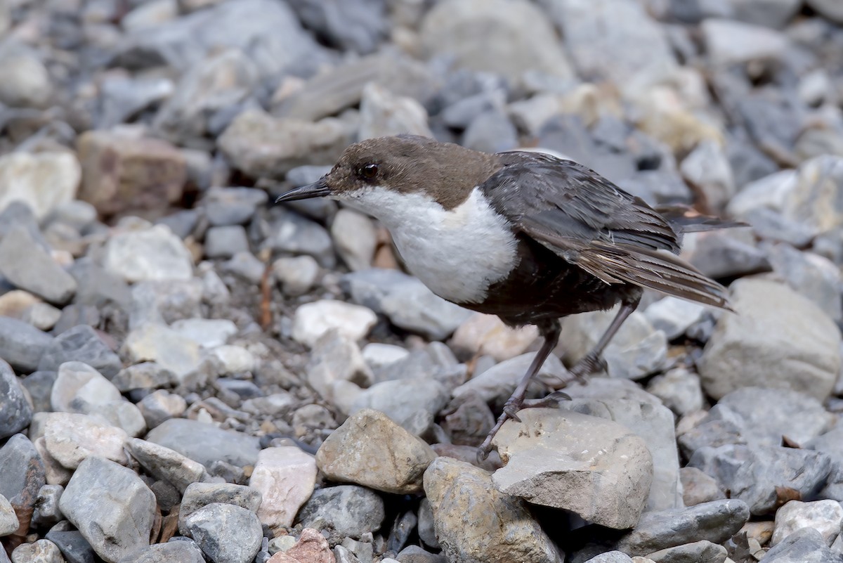 White-throated Dipper - ML646832219