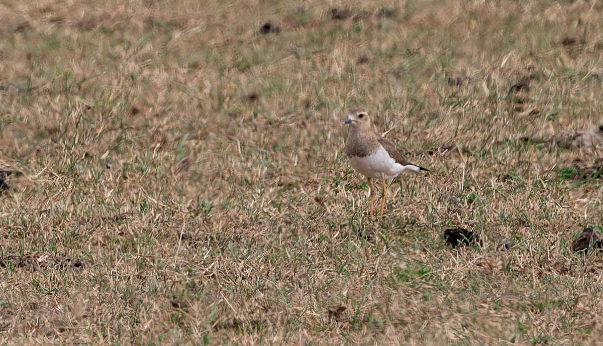 Пісочник довгоногий - ML646832220
