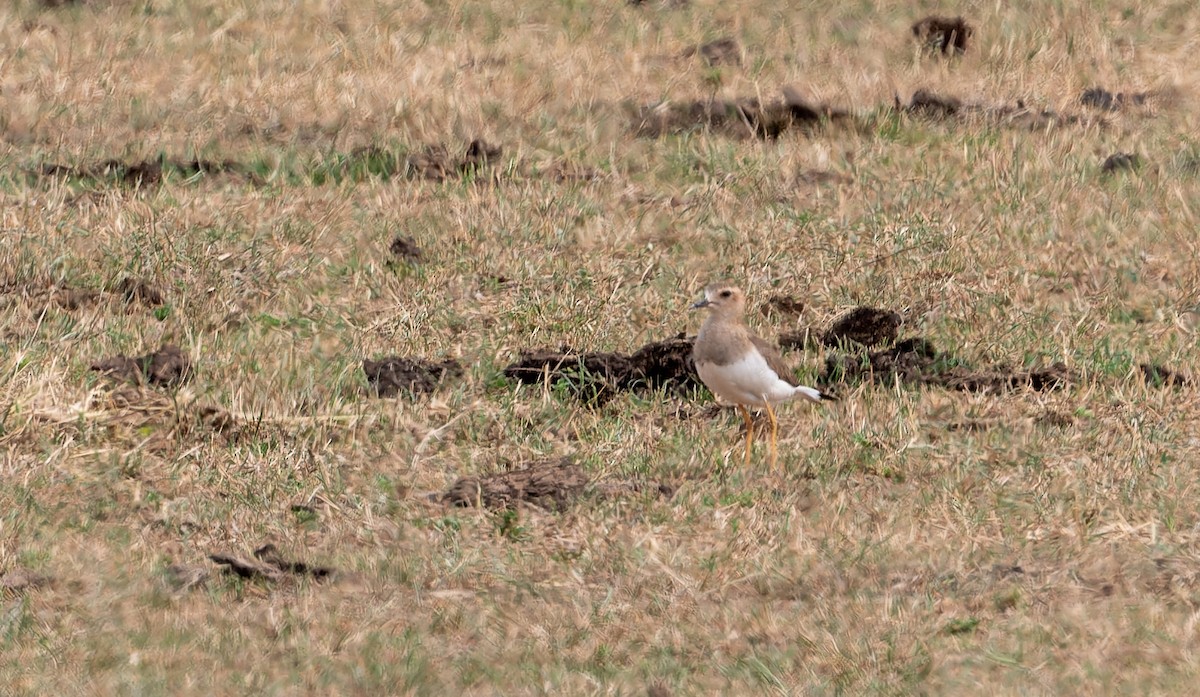 Пісочник довгоногий - ML646832221