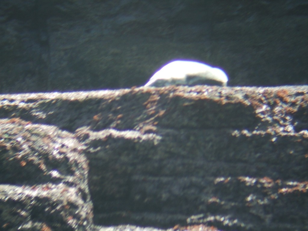 Phoque gris - ML646832222