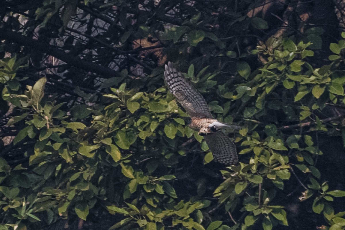 Перепелятник - ML646832224