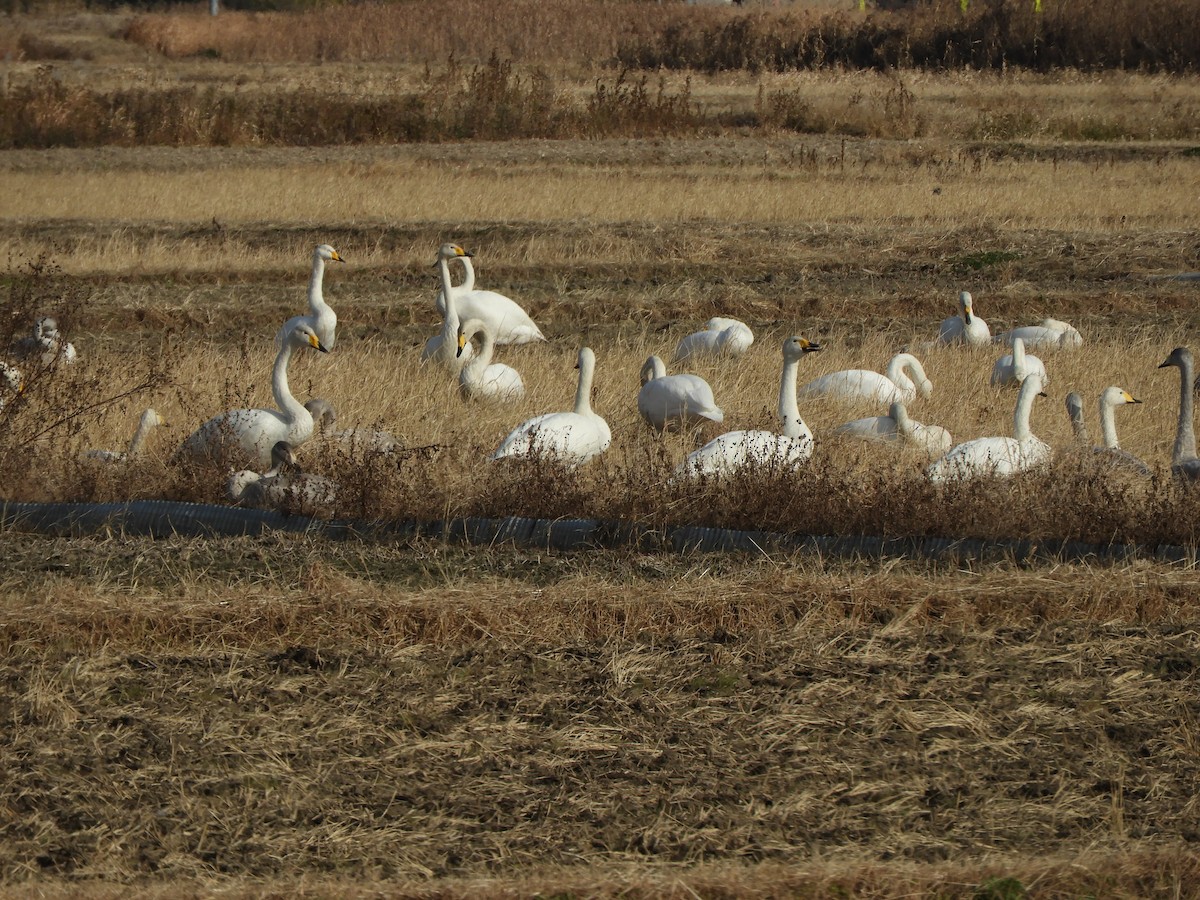 Whooper Swan - ML646832225