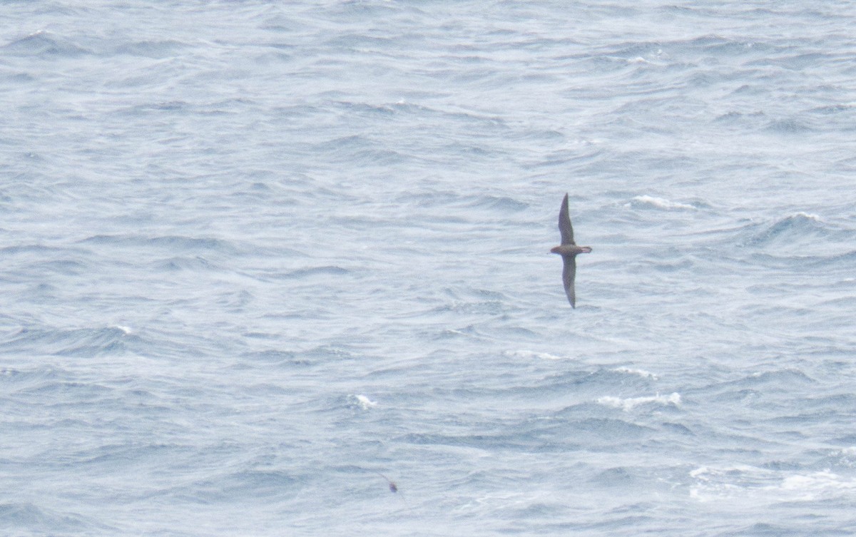 Flesh-footed Shearwater - ML646832226