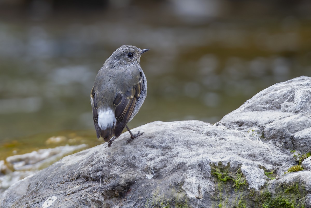 カワビタキ - ML646832227