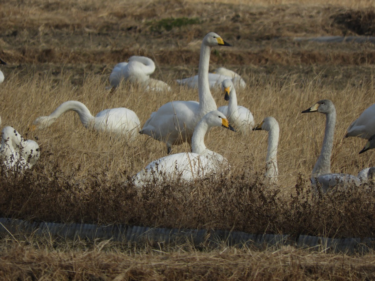 Whooper Swan - ML646832228