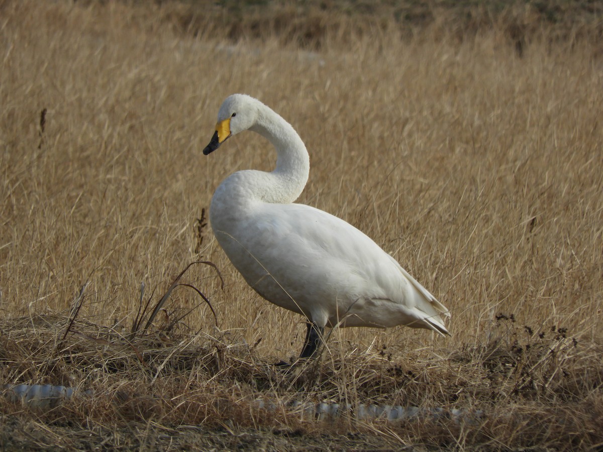 Whooper Swan - ML646832229