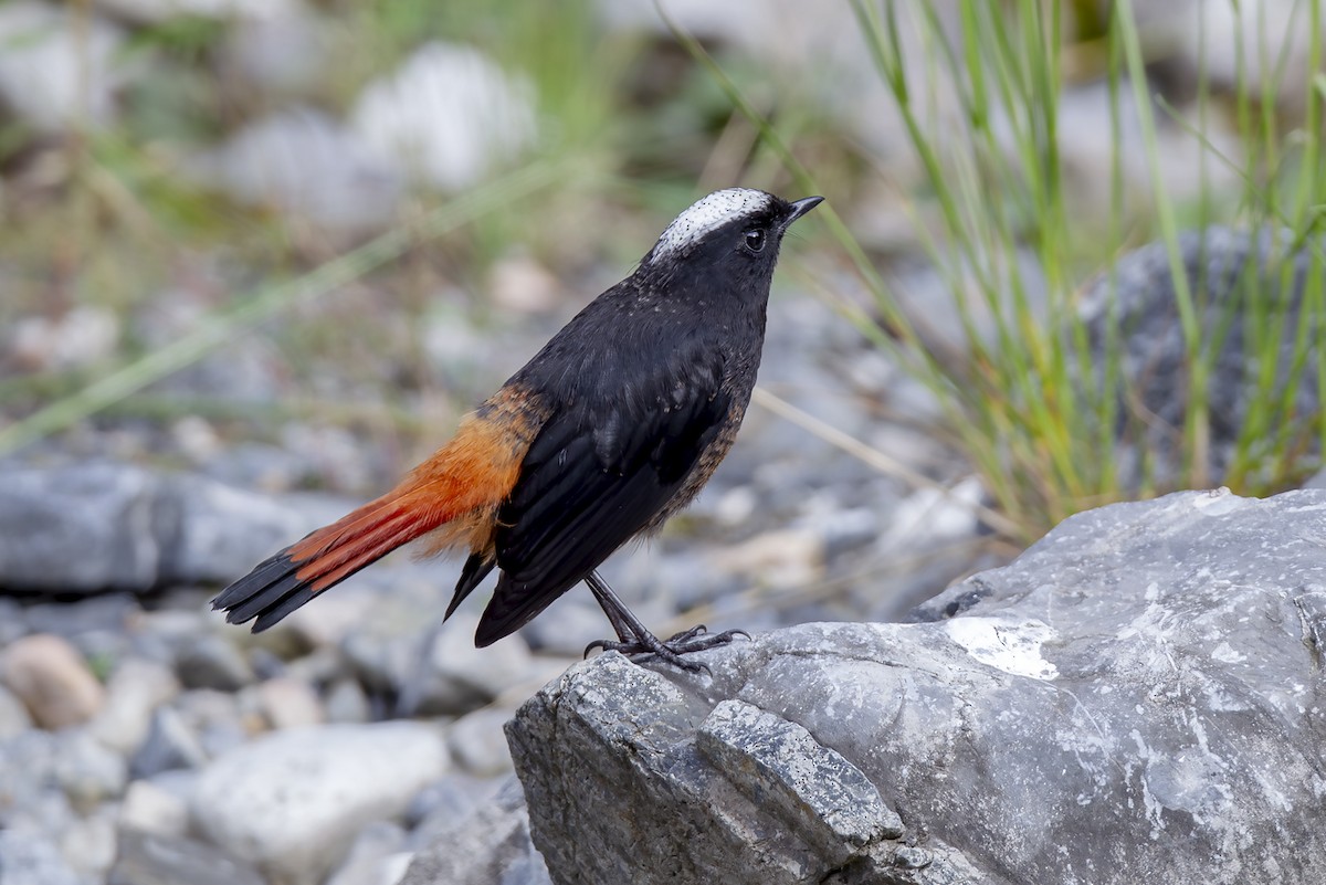 シロボウシカワビタキ - ML646832230