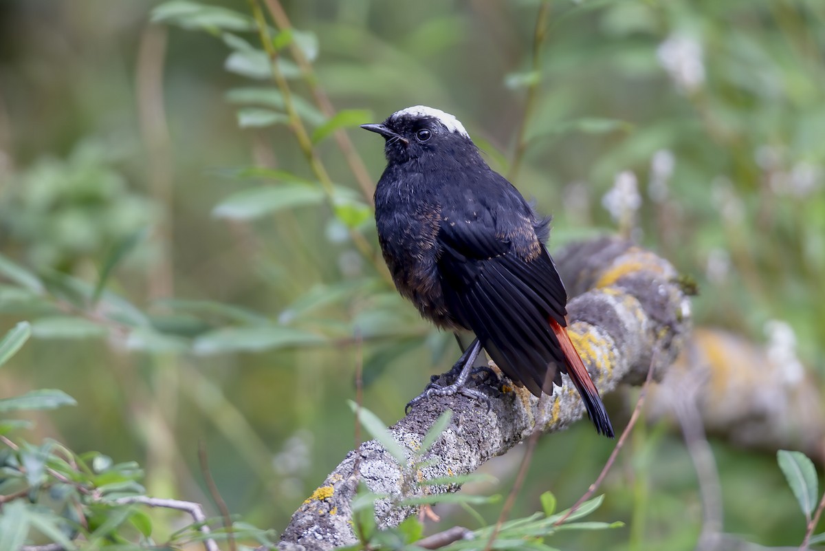 シロボウシカワビタキ - ML646832231