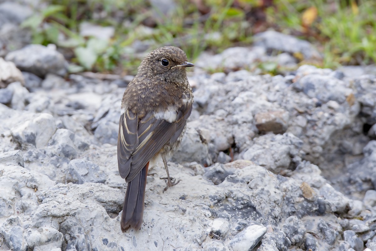 Daurian Redstart - ML646832232