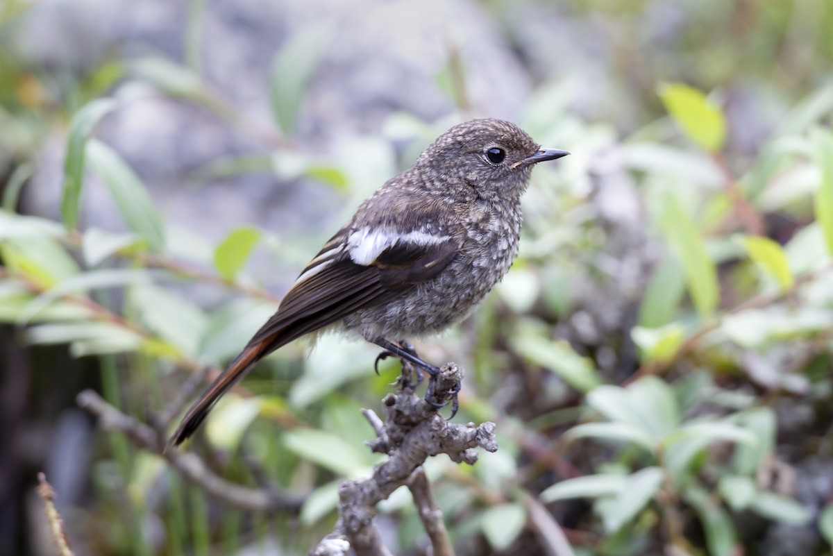 Daurian Redstart - ML646832233