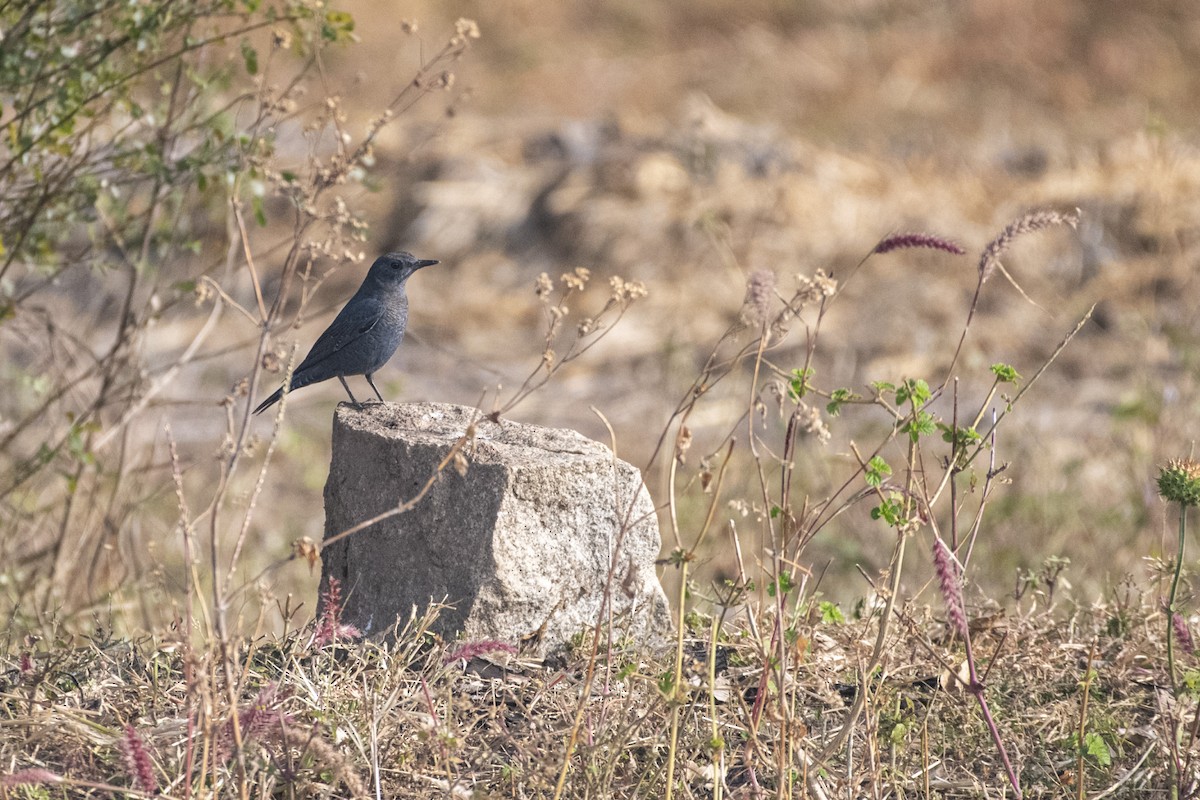 Blaumerle - ML646832235