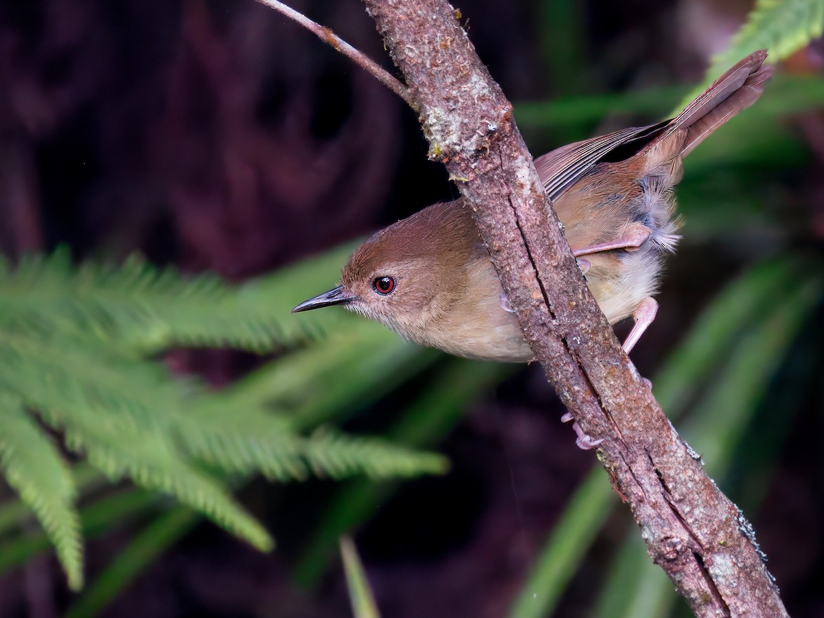 Atherton Scrubwren - ML646832236