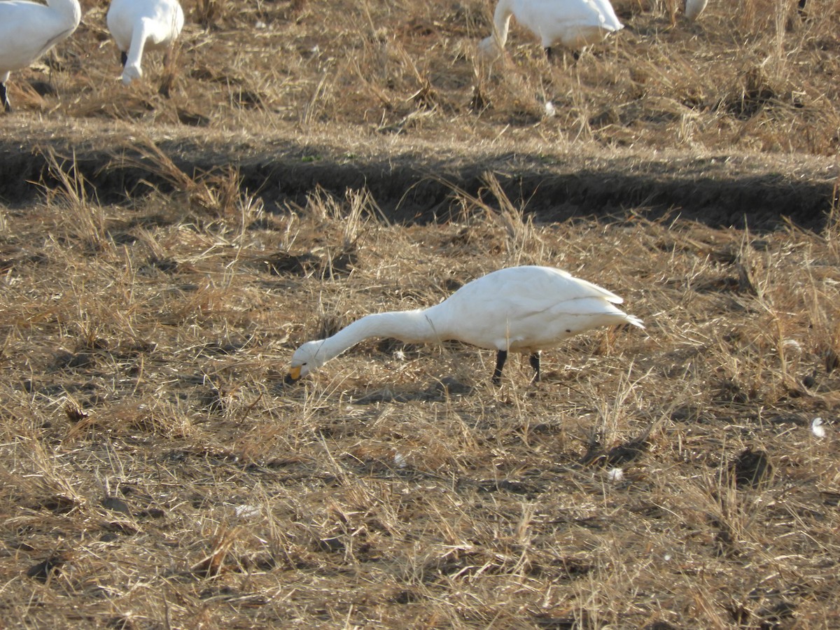 Tundra Swan - ML646832237