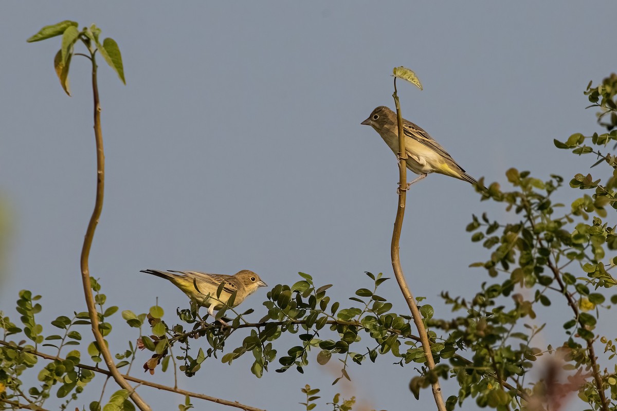 Черноголовая овсянка - ML646832243