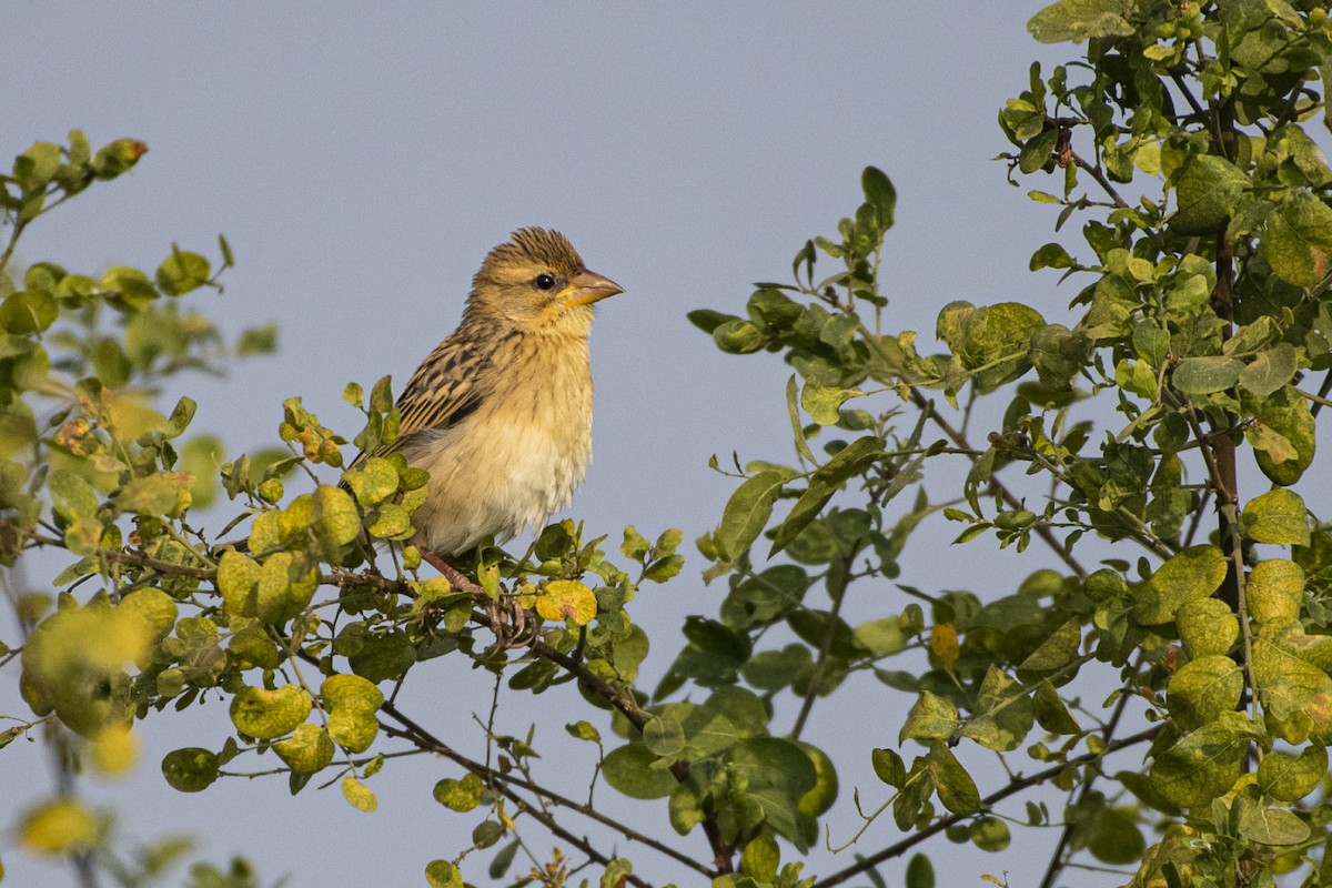 Ткач-байя - ML646832245