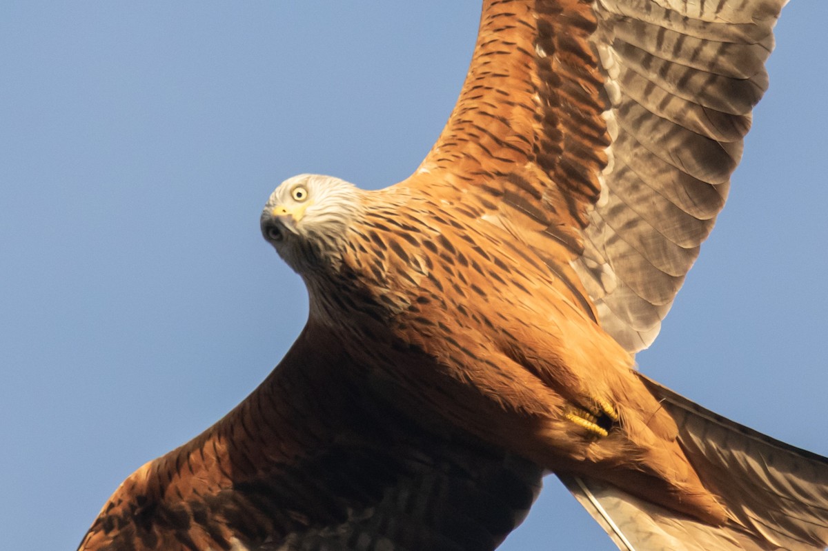 アカトビ - ML646832246