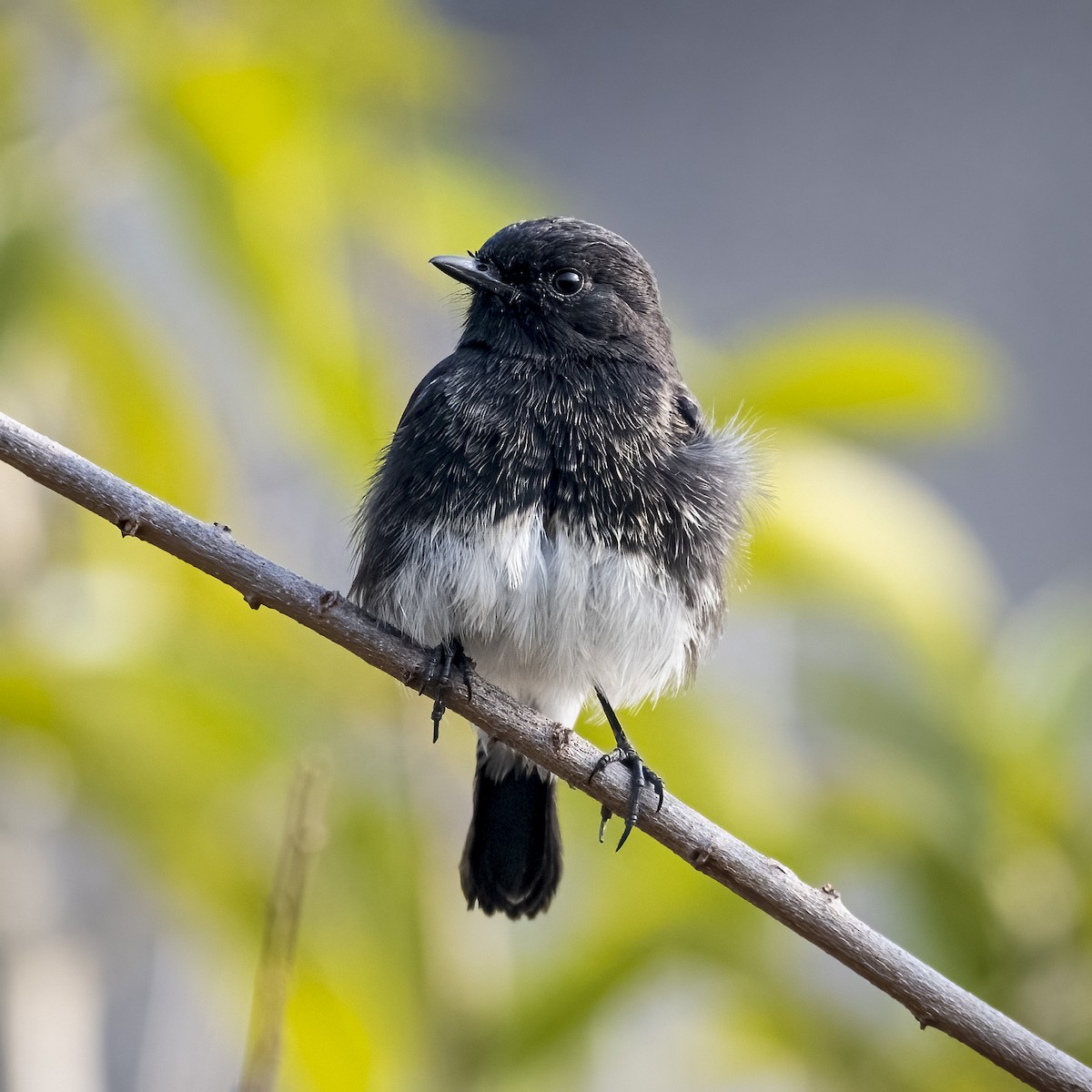 Черный чекан - ML646832247