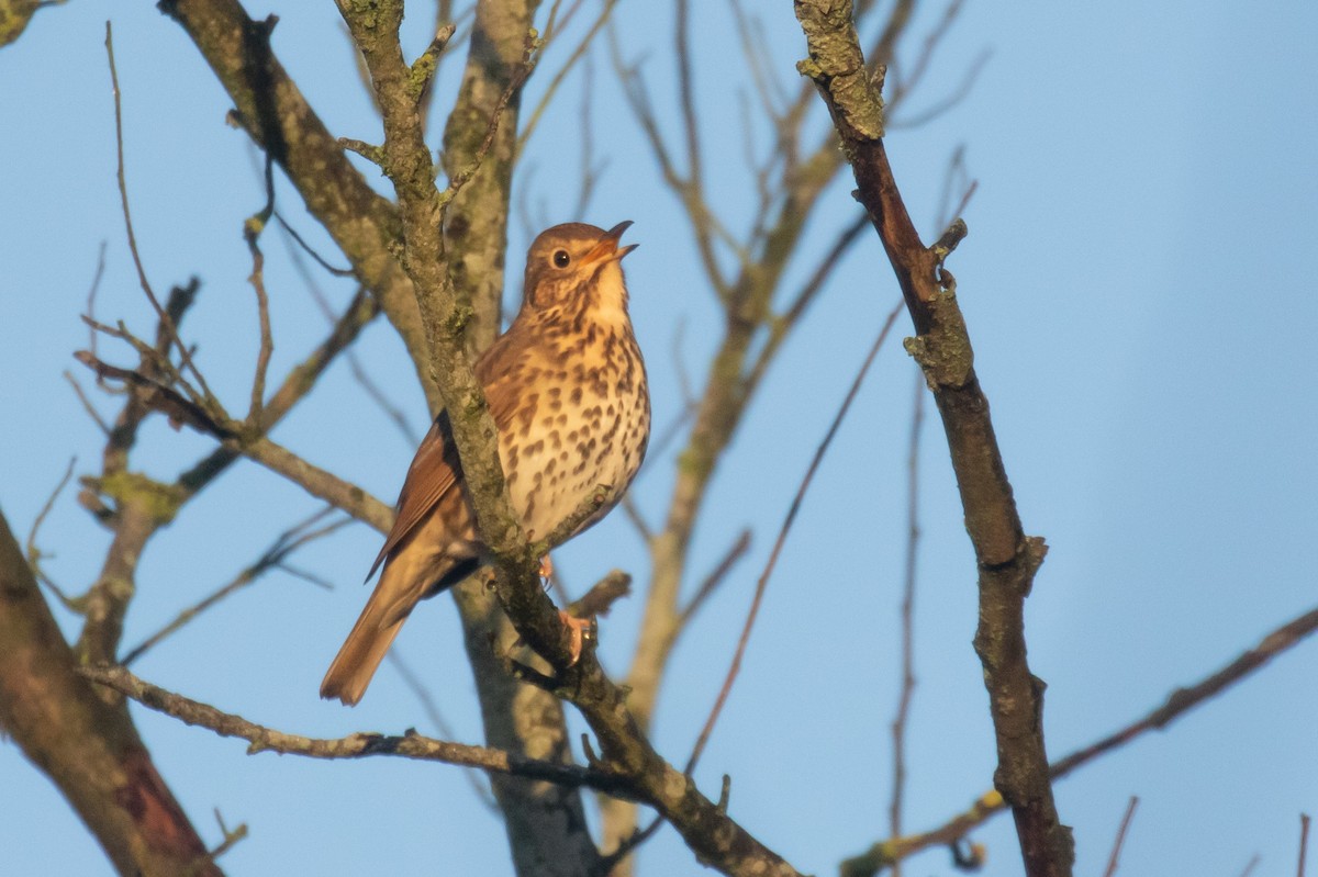 ウタツグミ - ML646832248